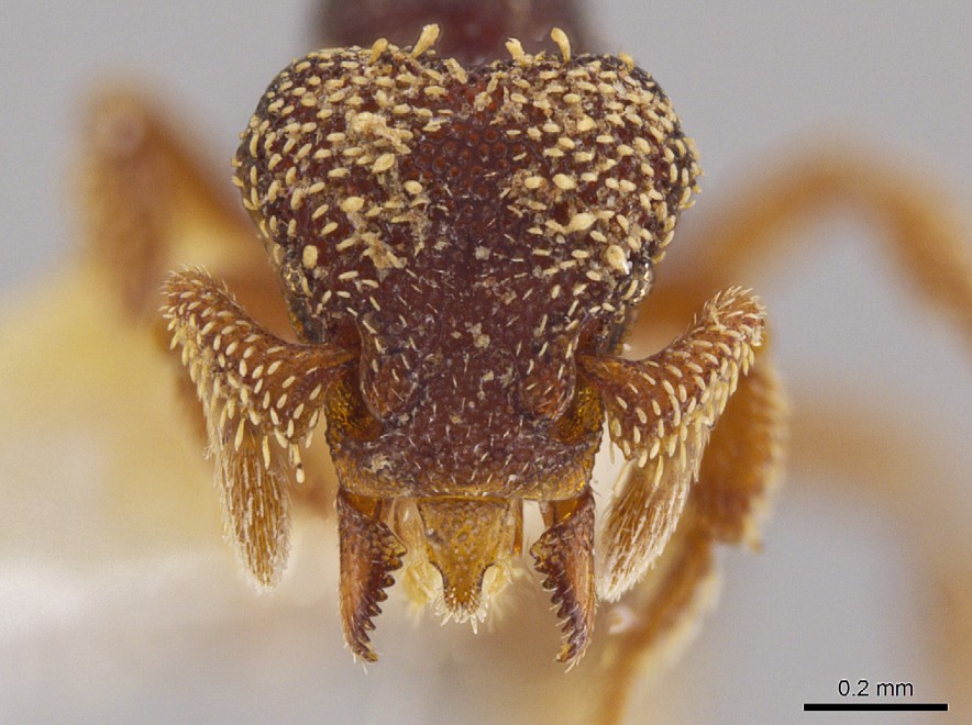 ''Brutta come Alien'', nuove specie di formica-predatrice