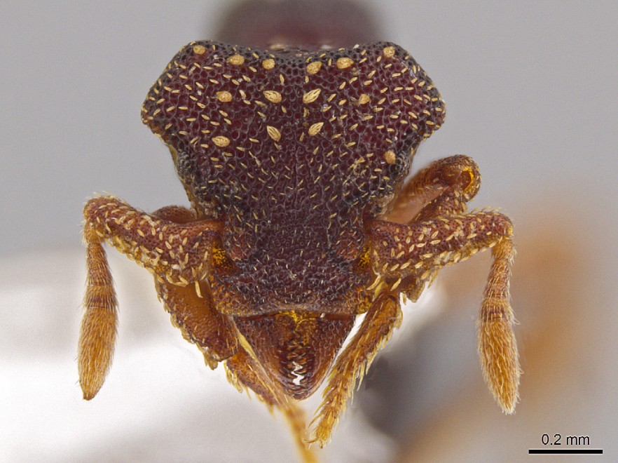 ''Brutta come Alien'', nuove specie di formica-predatrice
