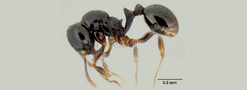 ''Brutta come Alien'', nuove specie di formica-predatrice
