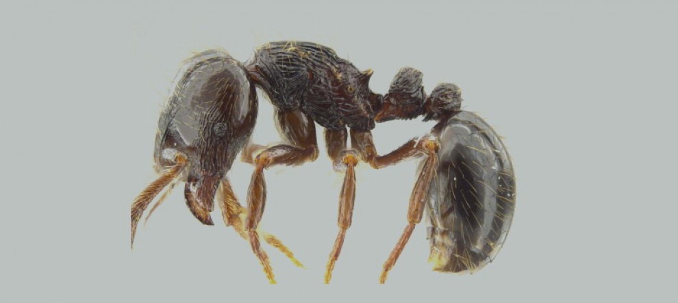 ''Brutta come Alien'', nuove specie di formica-predatrice