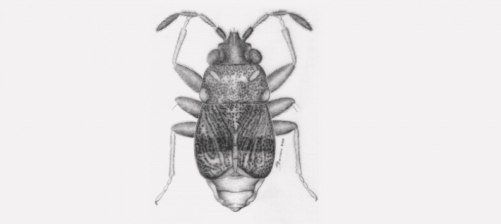 ''Brutta come Alien'', nuove specie di formica-predatrice