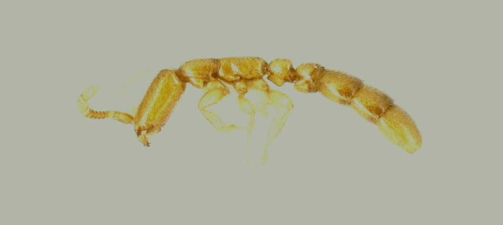 ''Brutta come Alien'', nuove specie di formica-predatrice