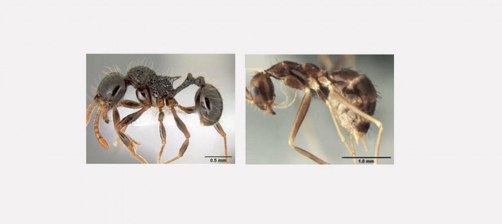 ''Brutta come Alien'', nuove specie di formica-predatrice