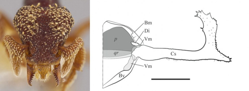 ''Brutta come Alien'', nuove specie di formica-predatrice