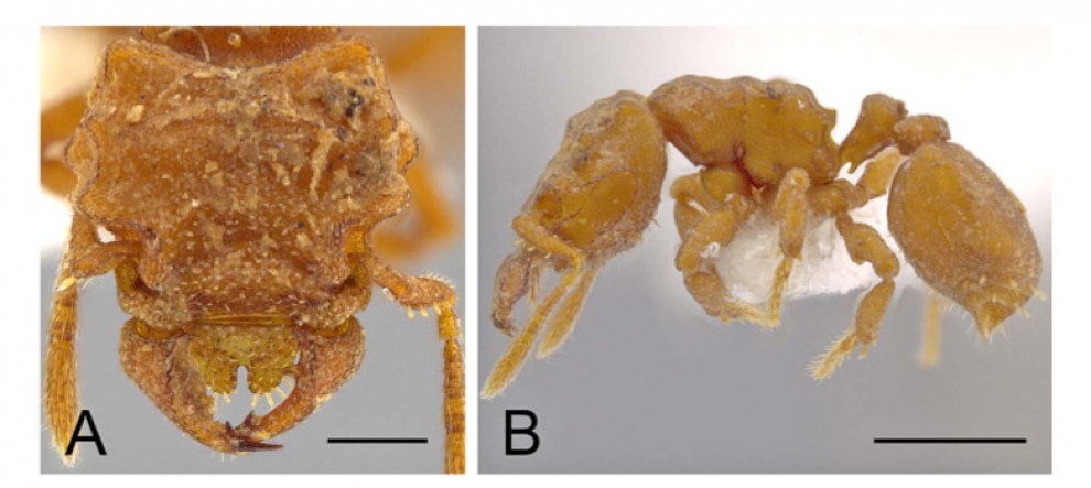 ''Brutta come Alien'', nuove specie di formica-predatrice