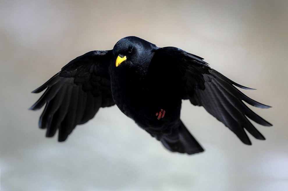 La vita sul Gran Paradiso negli scatti di Luca Casale