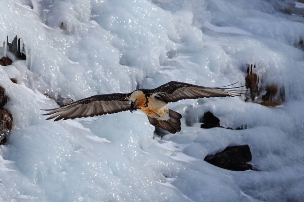La vita sul Gran Paradiso negli scatti di Luca Casale
