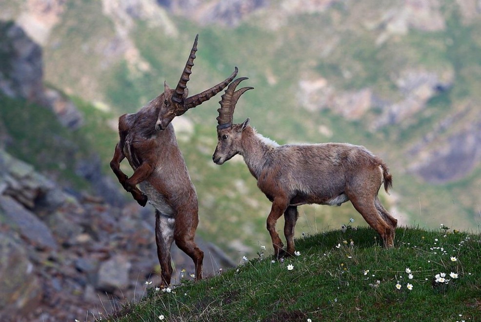 La vita sul Gran Paradiso negli scatti di Luca Casale