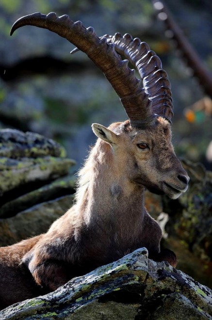 La vita sul Gran Paradiso negli scatti di Luca Casale