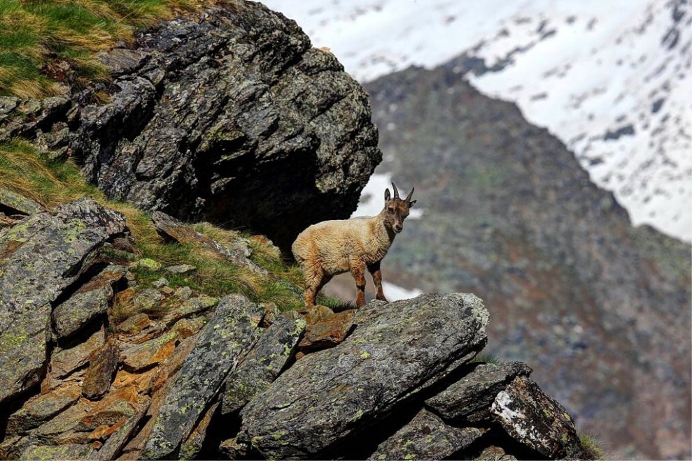 La vita sul Gran Paradiso negli scatti di Luca Casale