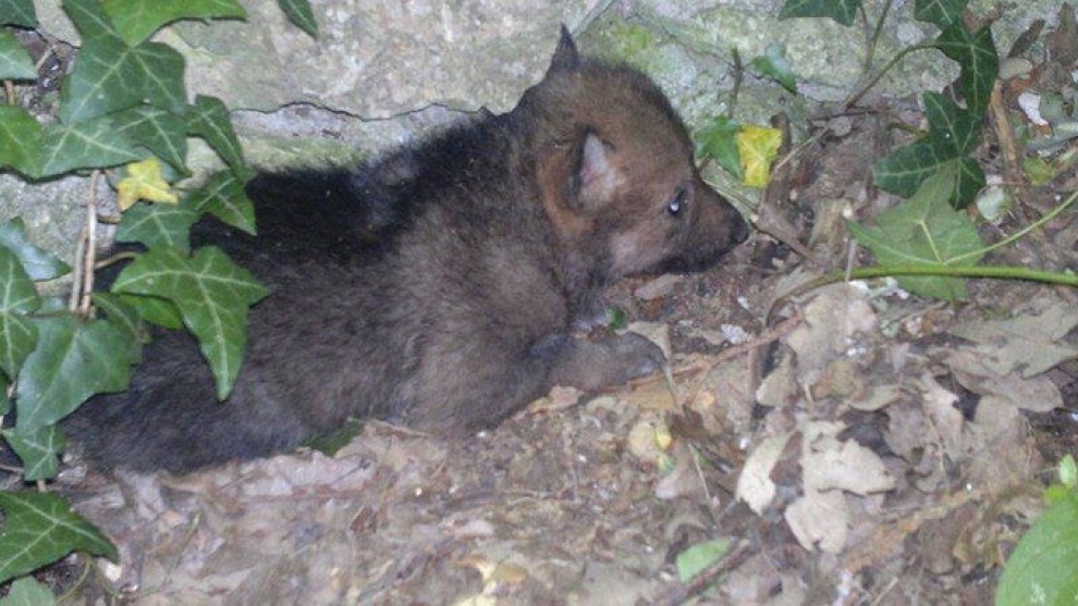 Due lupacchiotti nel Parco d'Abruzzo: &egrave; la prima nascita dagli anni Novanta
