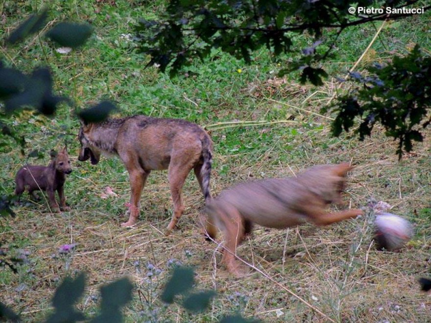 Due lupacchiotti nel Parco d'Abruzzo: &egrave; la prima nascita dagli anni Novanta