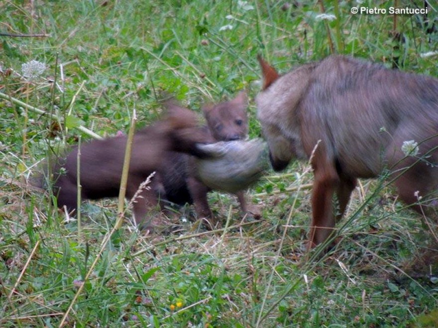 Due lupacchiotti nel Parco d'Abruzzo: &egrave; la prima nascita dagli anni Novanta
