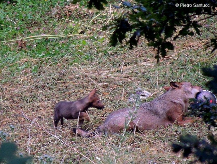 Due lupacchiotti nel Parco d'Abruzzo: &egrave; la prima nascita dagli anni Novanta