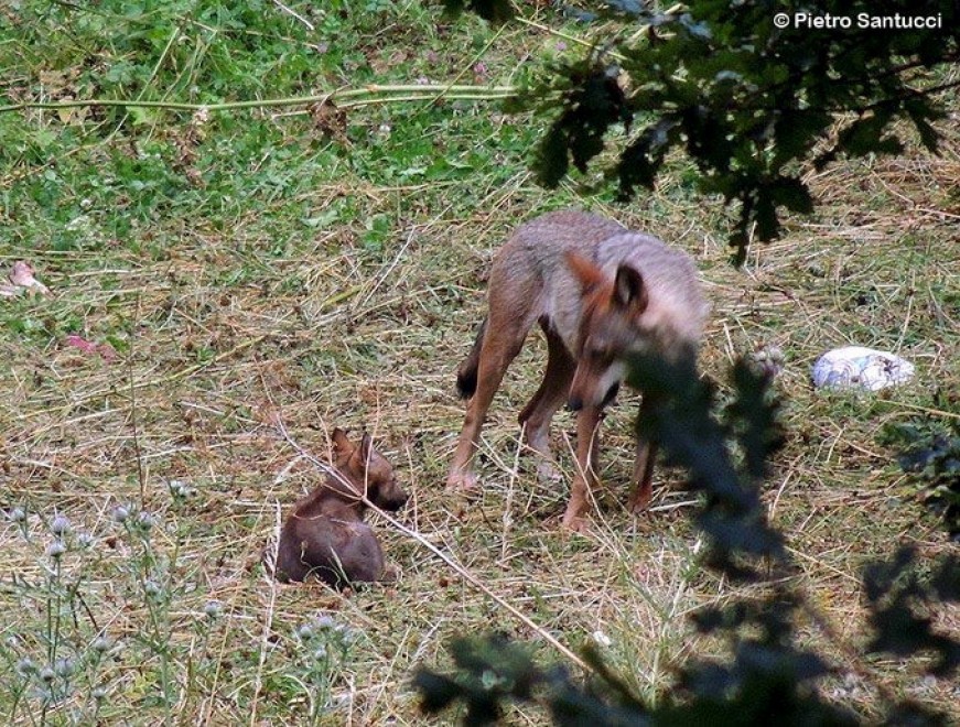 Due lupacchiotti nel Parco d'Abruzzo: &egrave; la prima nascita dagli anni Novanta