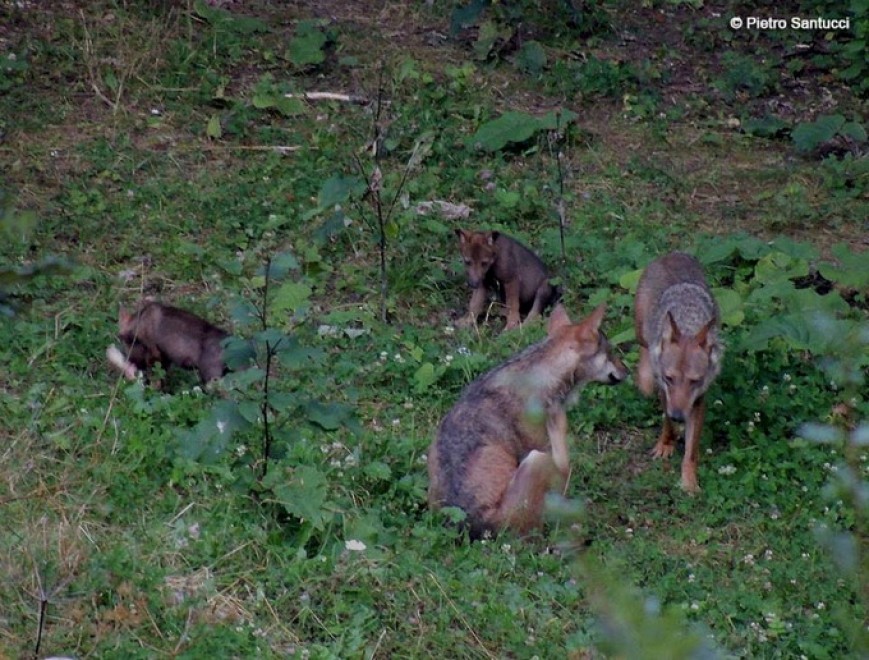 Due lupacchiotti nel Parco d'Abruzzo: &egrave; la prima nascita dagli anni Novanta