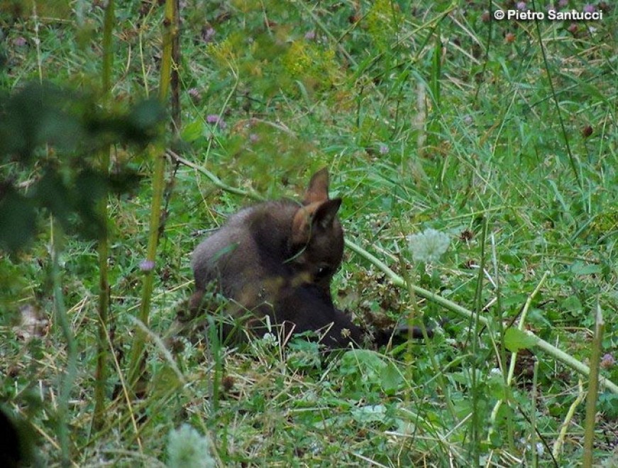 Due lupacchiotti nel Parco d'Abruzzo: &egrave; la prima nascita dagli anni Novanta