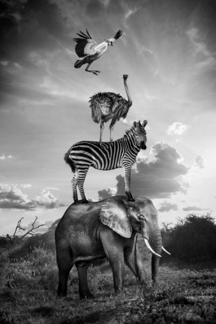 Hakuna Matata, animali e poesia: l'Africa &egrave; surreale