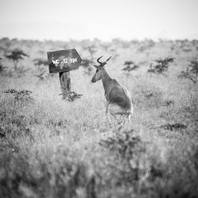 Hakuna Matata, animali e poesia: l'Africa &egrave; surreale