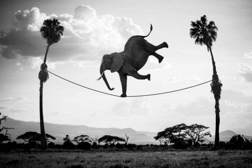 Hakuna Matata, animali e poesia: l'Africa &egrave; surreale