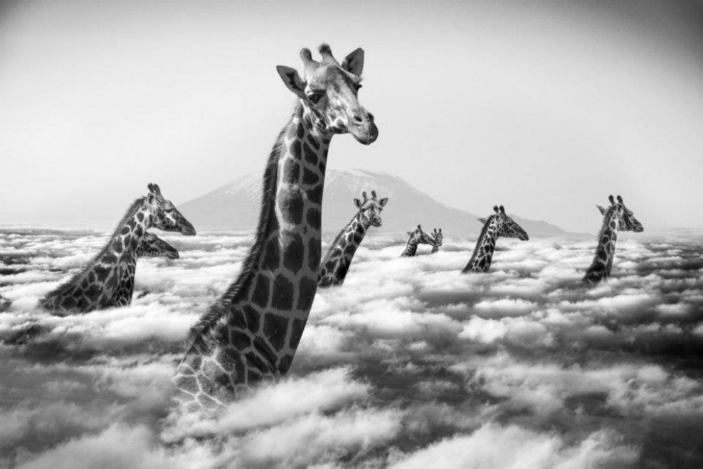 Hakuna Matata, animali e poesia: l'Africa &egrave; surreale