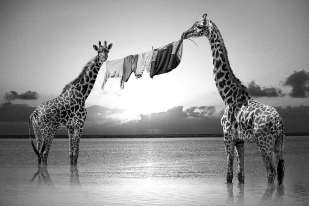 Hakuna Matata, animali e poesia: l'Africa &egrave; surreale