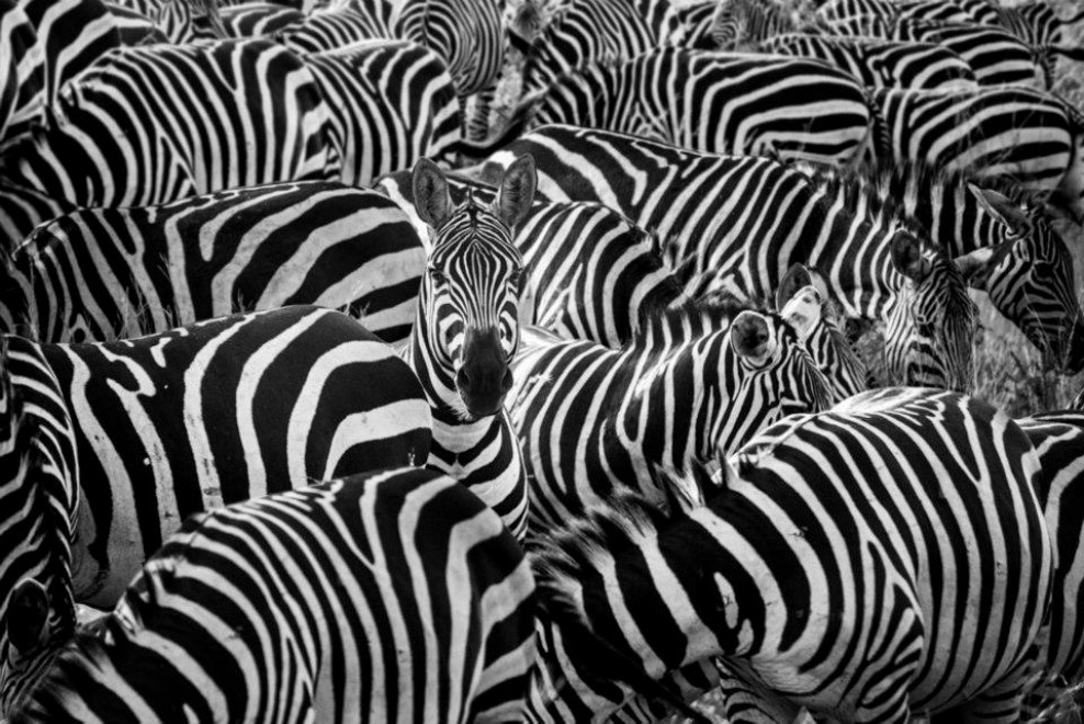 Hakuna Matata, animali e poesia: l'Africa &egrave; surreale