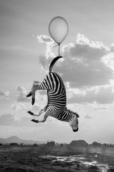 Hakuna Matata, animali e poesia: l'Africa &egrave; surreale