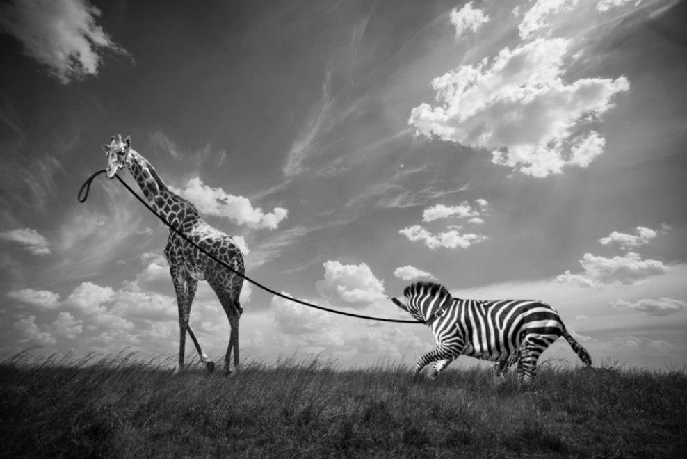 Hakuna Matata, animali e poesia: l'Africa &egrave; surreale