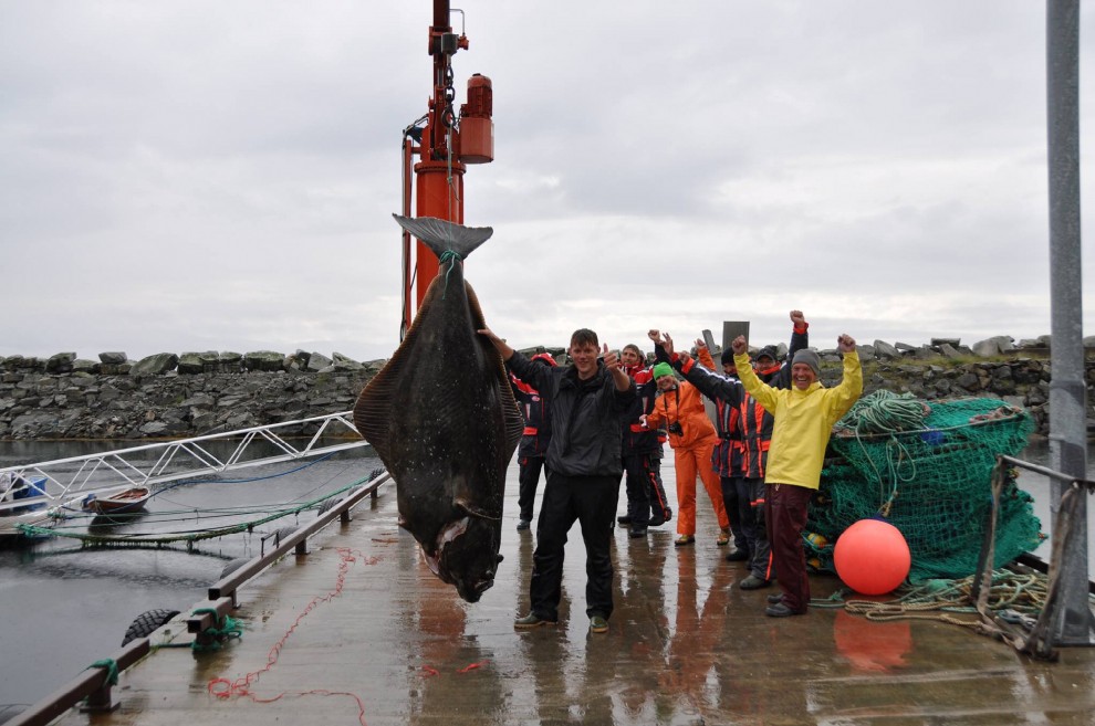 Norvegia, pescata la sogliola pi&ugrave; grande del mondo: &egrave; record