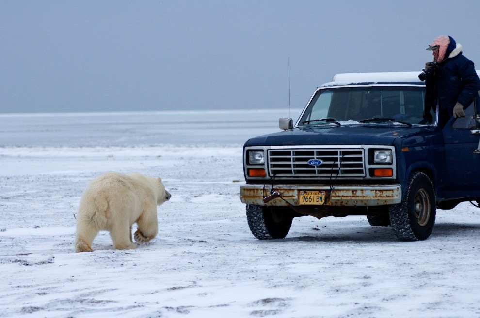 I controlli dell'orso polare al furgone