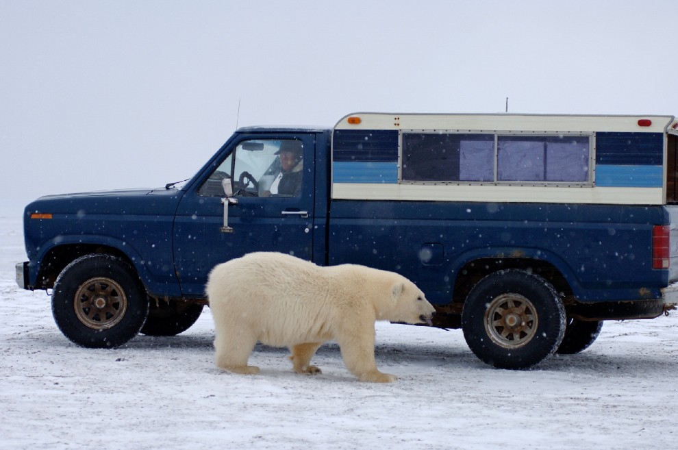 I controlli dell'orso polare al furgone