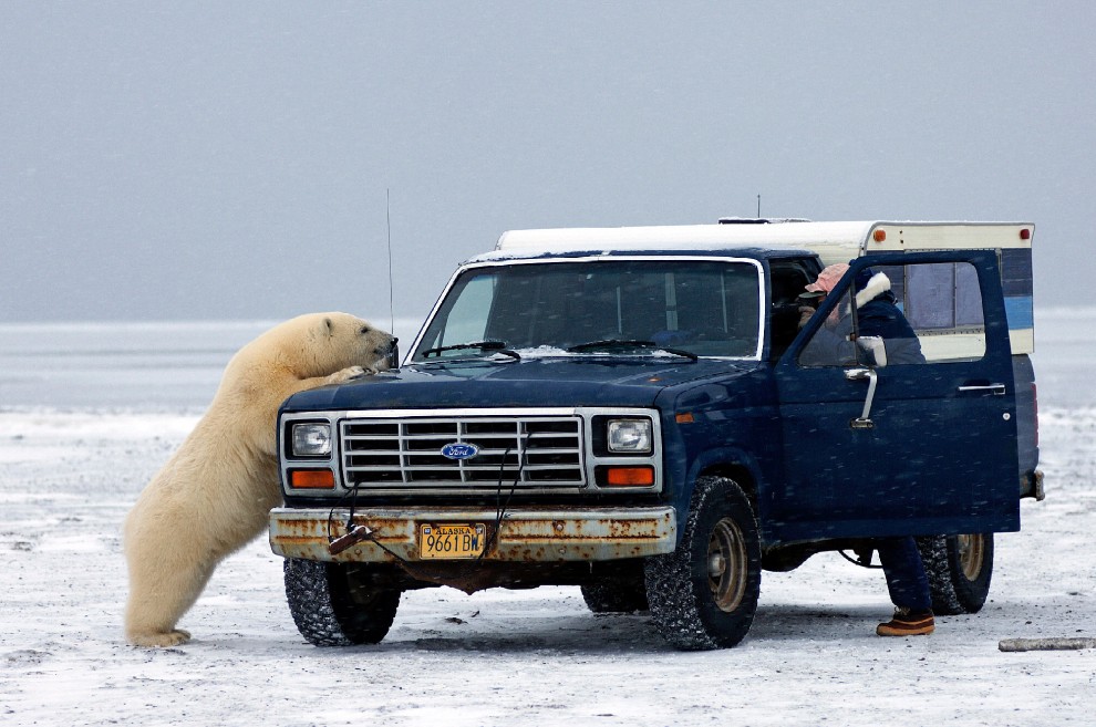 I controlli dell'orso polare al furgone