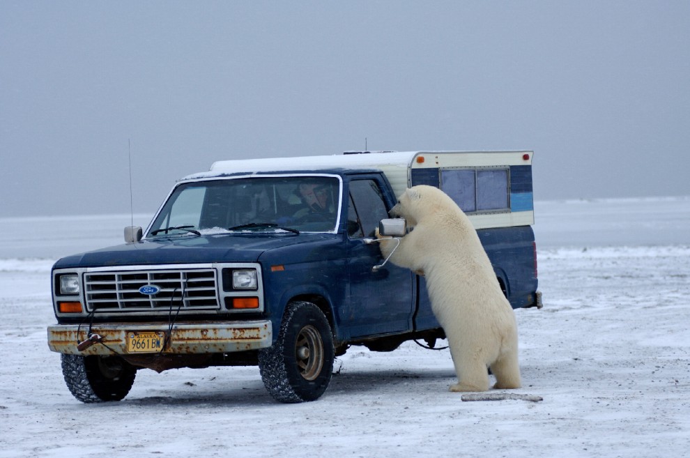 I controlli dell'orso polare al furgone
