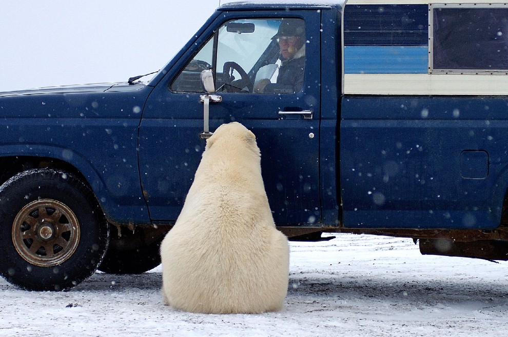 I controlli dell'orso polare al furgone