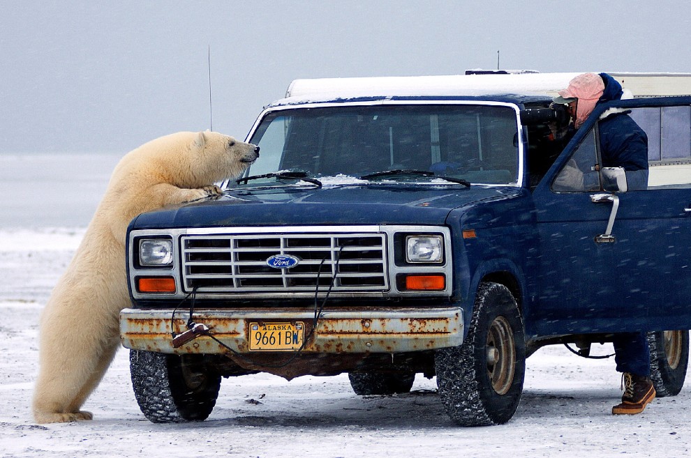 I controlli dell'orso polare al furgone