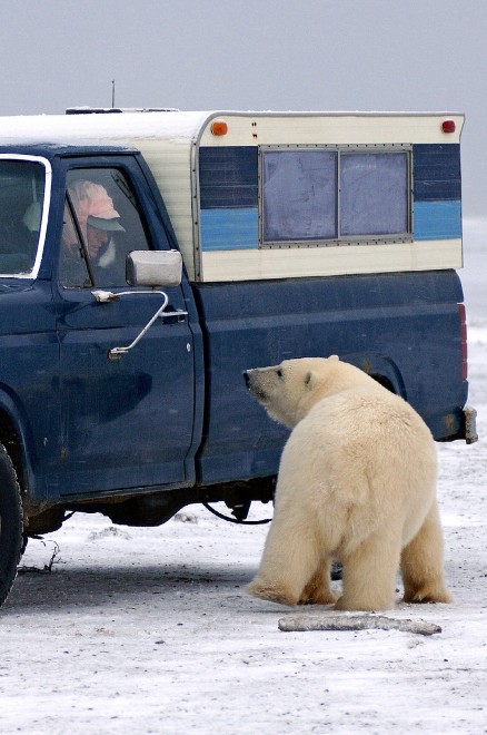 I controlli dell'orso polare al furgone