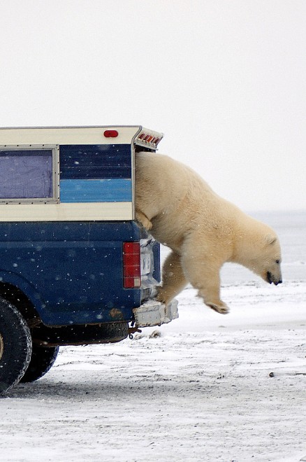 I controlli dell'orso polare al furgone