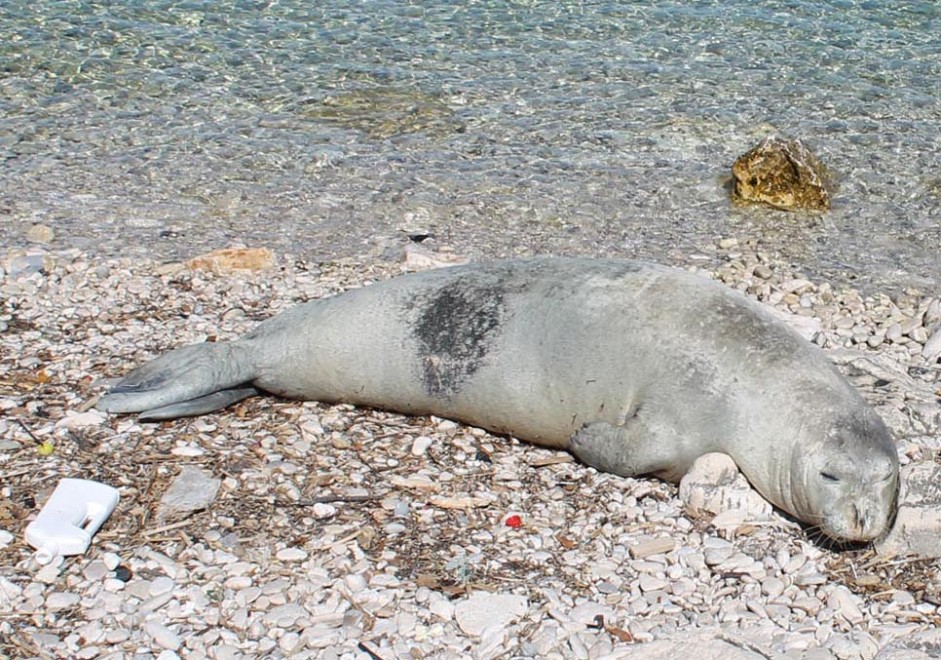 Una foca monaca a Chioggia: l'avvistamento del turista