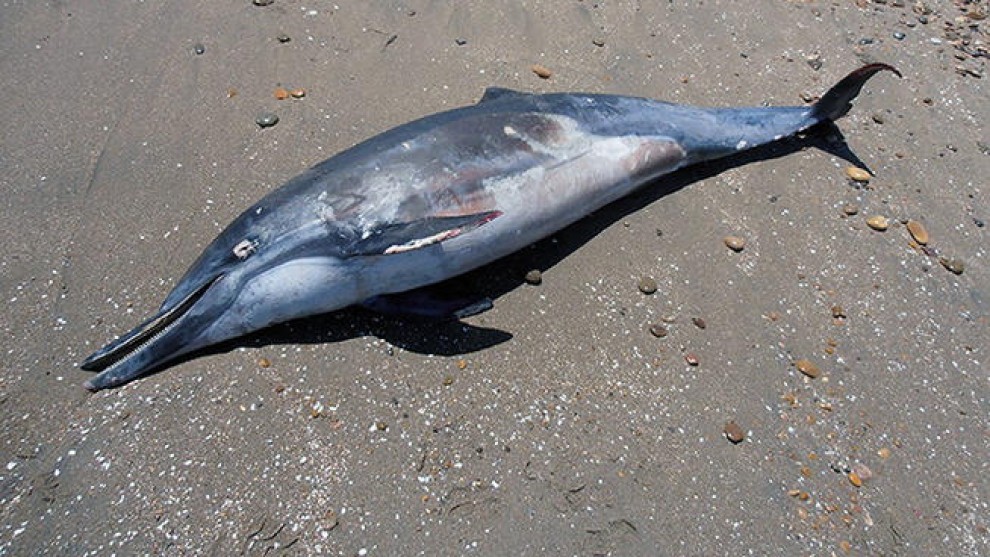 Usa, la misteriosa malattia che uccide i delfini