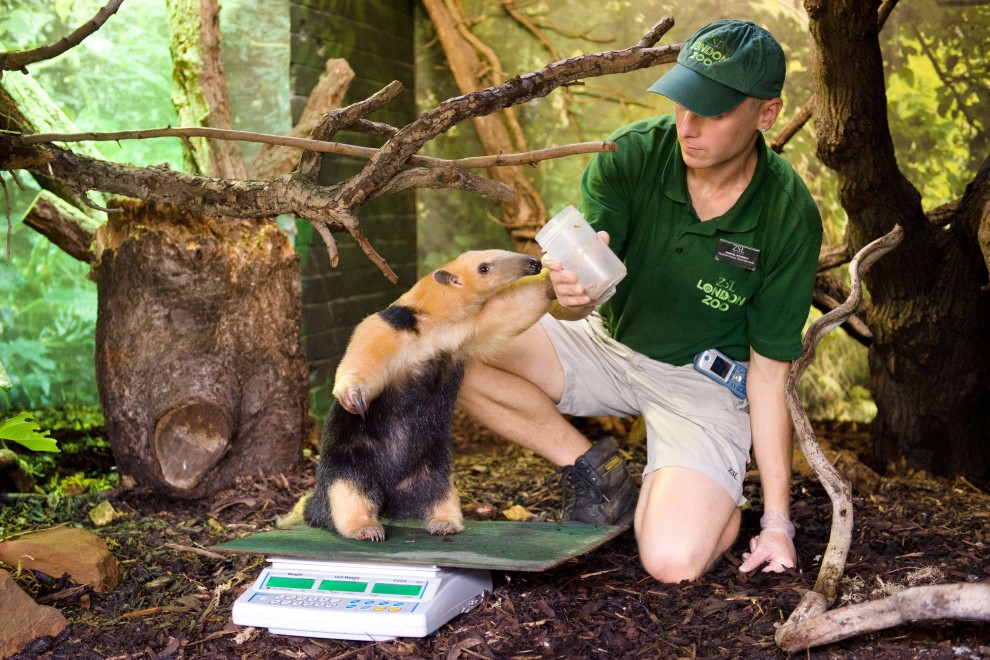 Londra, rane sulla bilancia: il censimento allo zoo