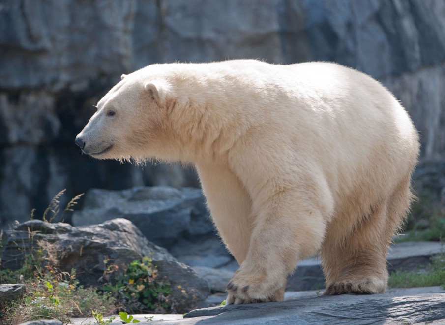 Dopo Knut arriva Wolodja: il nuovo orso polare allo zoo di Berlino