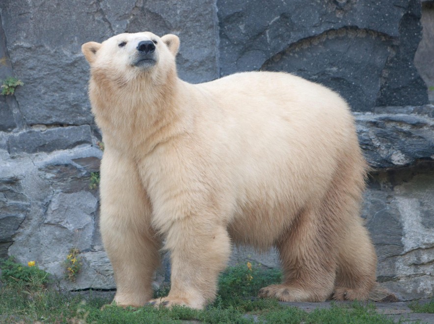Dopo Knut arriva Wolodja: il nuovo orso polare allo zoo di Berlino