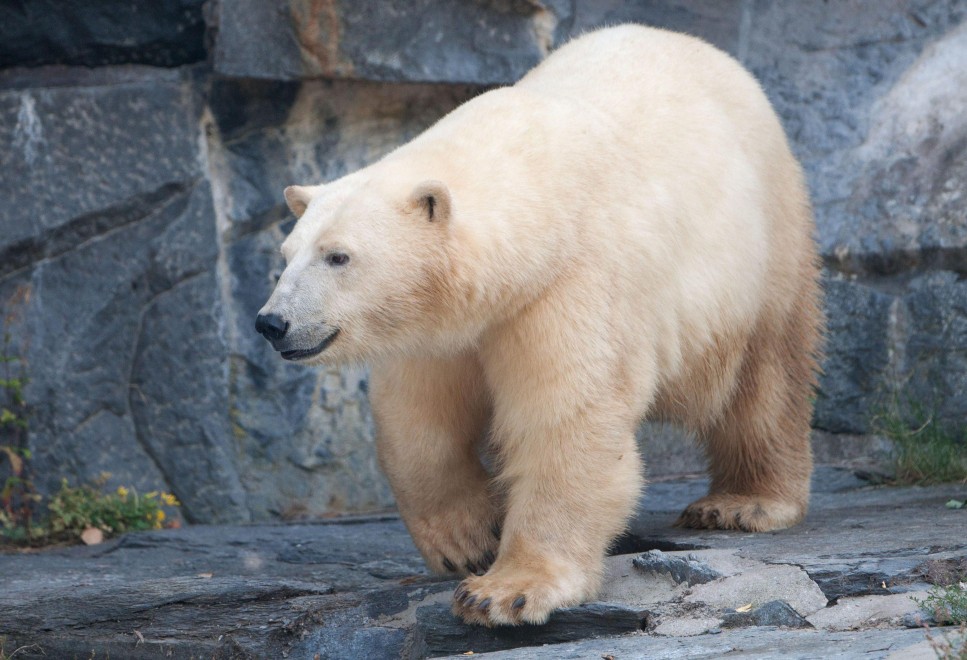 Dopo Knut arriva Wolodja: il nuovo orso polare allo zoo di Berlino