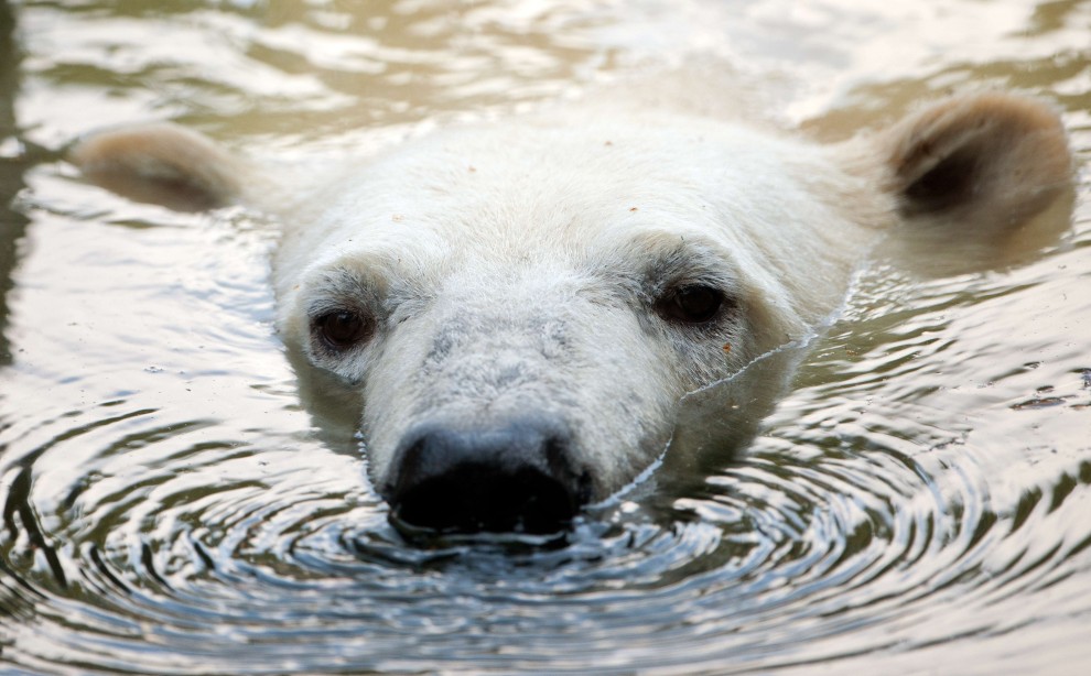 Dopo Knut arriva Wolodja: il nuovo orso polare allo zoo di Berlino
