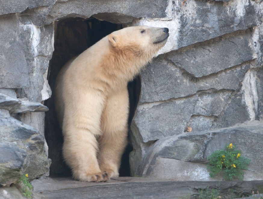 Dopo Knut arriva Wolodja: il nuovo orso polare allo zoo di Berlino