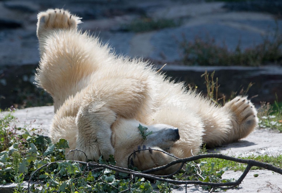 Dopo Knut arriva Wolodja: il nuovo orso polare allo zoo di Berlino
