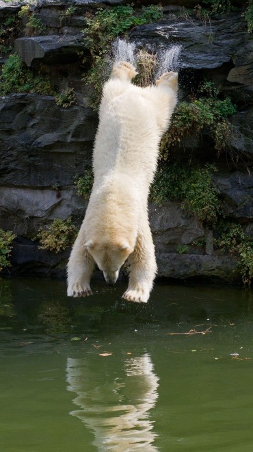 Dopo Knut arriva Wolodja: il nuovo orso polare allo zoo di Berlino