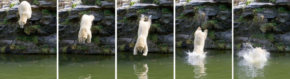 Dopo Knut arriva Wolodja: il nuovo orso polare allo zoo di Berlino