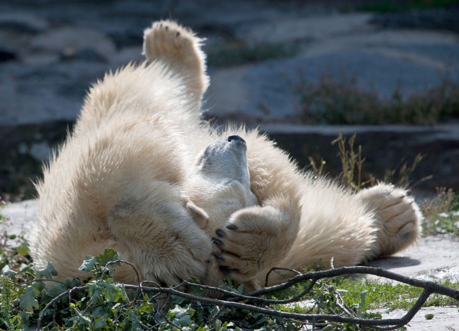 Dopo Knut arriva Wolodja: il nuovo orso polare allo zoo di Berlino